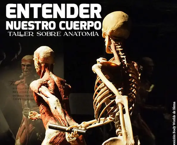 Taller anatomia e1668442503910